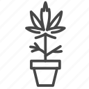 cannabidiol, cannabis, marijuana, plant, pot, tobacco, weed