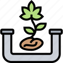 cannabis, seeds, grow, plant, agriculture