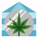 greenhouse, glasshouse, cannabis, marijuana, cultivation