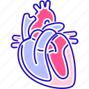 anatomy, cardiology, healthcare, heart, organ