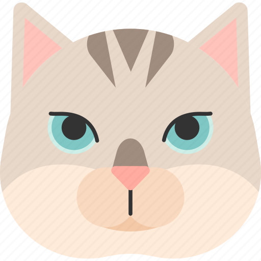 Animal, breed, british, burmilla, cat, pet, purebred icon - Download on Iconfinder
