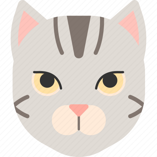 American shorthair, animal, cat, kitten, pet, purebred icon - Download on Iconfinder