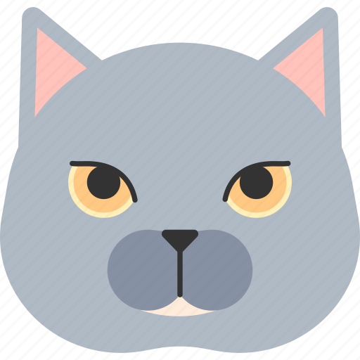 Animal, bristish shorthair, cat, kitten, kitty, pet, shorthair icon - Download on Iconfinder