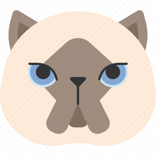 American, animal, breed, british, cat, himalayan, pet icon - Download on Iconfinder