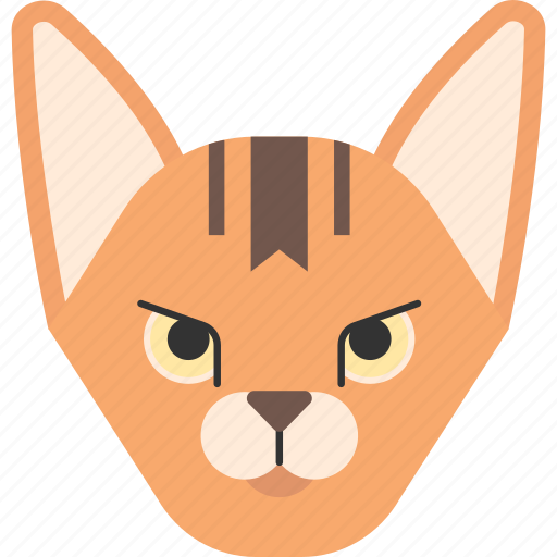 Abyssinian, animal, breed, cat, kitten, pet, purebred icon - Download on Iconfinder