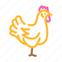 chicken, domestic, farm, bird, carcass, meat