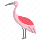 crane, bird