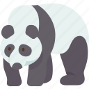 panda, bear, animal, wildlife, china