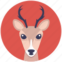 animal face, cartoon reindeer head, deer head, reindeer face, reindeer head 