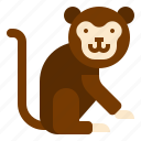 animal, monkey