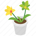 decorative pot, flowery plant, gardening, house plant, pot plant