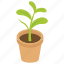 decorative pot, gardening, houseplant, leaf plant, pot plant 