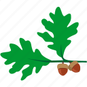 branch, grow, nut, oak, plant, tree