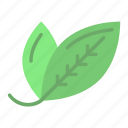 bay leaf, leaves, plant, rice leaf, vegetable