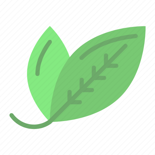 Bay leaf, leaves, plant, rice leaf, vegetable icon - Download on Iconfinder