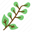 common sage, leaves, officinalis, plant, salvia
