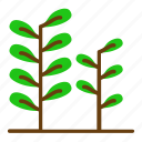 cress, leaf, leaves, parsley, plant