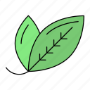 bay leaf, leaves, plant, rice leaf, vegetable
