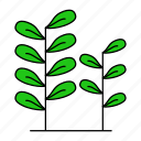 cress, leaf, leaves, parsley, plant