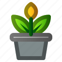 flower, plant, pot, sheets, spring
