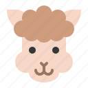 alpaca, animal, face, head, llama, zoo