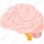 brain, human, neurology, memory, mental 