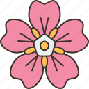 flower, forget, not, represent, dementia