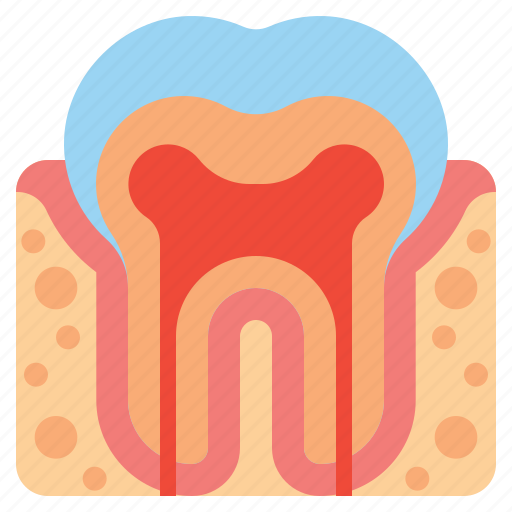 Section, cross, tooth icon - Download on Iconfinder