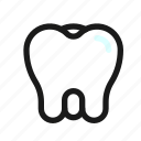 teeth, tooth, dental, molar, dentist, dentistry, healtcare 