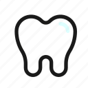 teeth, tooth, dental, premolar, dentist, dentistry, healtcare 