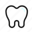 teeth, tooth, dental, premolar, dentist, dentistry, healtcare 