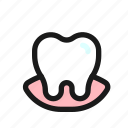 tooth, gum, dental, gingiva, mouth, dentist, anatomy 