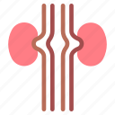 kidney, urologist, organ, anatomy, kidneys