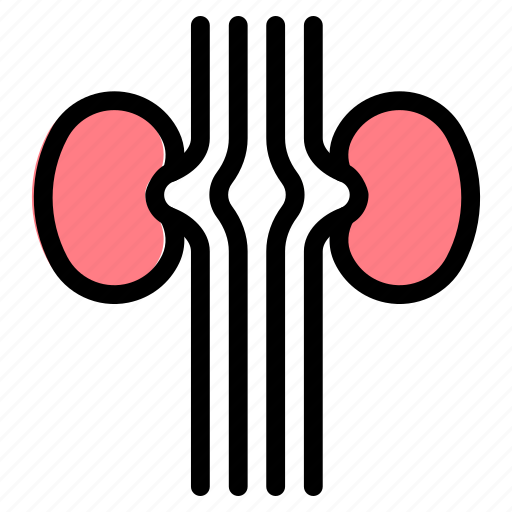 Kidney, urologist, organ, anatomy, kidneys icon - Download on Iconfinder