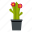 bloom, blooming, blossom, cactus, flower, plant, succulent 