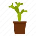 cacti, cactus, desert, mexican, nature, plant, succulent