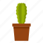 cacti, cactus, desert, mexican, nature, plant, succulent 