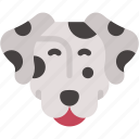 dalmatian, breed, animal, kingdom, dog, animals, mammal