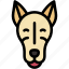 greyhound, mammal, animal, pet, puppy 