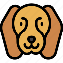 beagle, animal, kingdom, dog, mammal, nose, pets