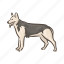 dog, breeds, deutscher schaferhund, schaferhund, pet, animal, breed 