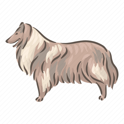 Dog, breeds, collie, ￼sheltie, pet, animal, breed icon - Download on Iconfinder