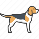 beagle, dog, friendly, pet, domestic