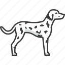 dalmatian, spotted, patchy, dog