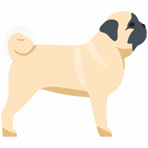 Pug, mops, small, dog, puppy icon - Download on Iconfinder