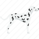 dalmatian, white, spotted, dog