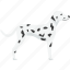 dalmatian, white, spotted, dog 