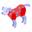 dog, sweater, isometric 