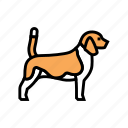 beagle, dog, domestic, animal, accessories, yorkshire