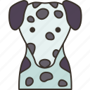 dalmatian, dog, hound, canine, pet